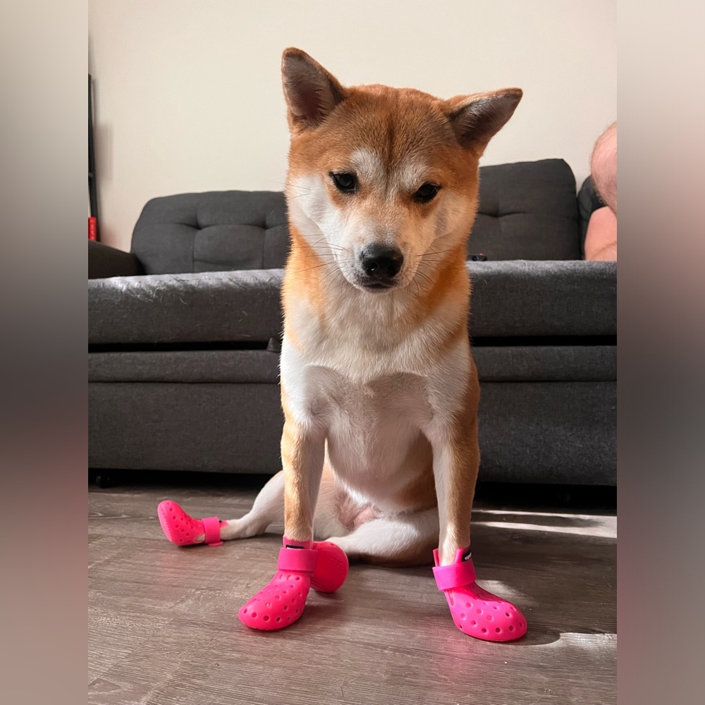 WAGWEAR BOOTS FOR DOGS